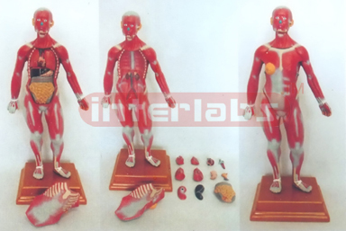 55 CM TALL HUMAN MUSCULE TORSO MODEL WITH DISSECTIBLE ORGANS